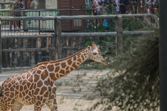 长颈鹿喂食广州动物园野生动物6