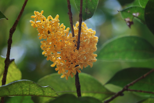 桂花