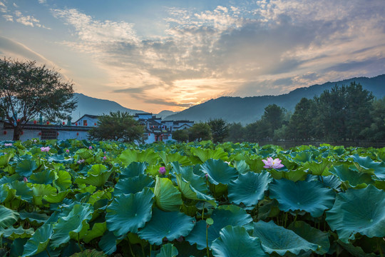 宏村南湖荷花池