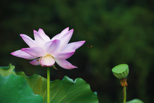 宏村南湖荷花