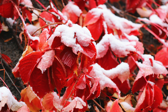 雪中红叶