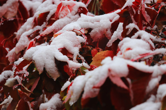 雪中红叶