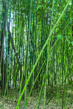 高清竹林