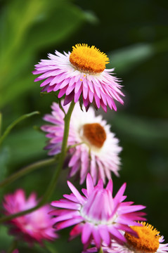 美丽的菊花