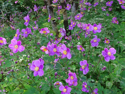 野棉花