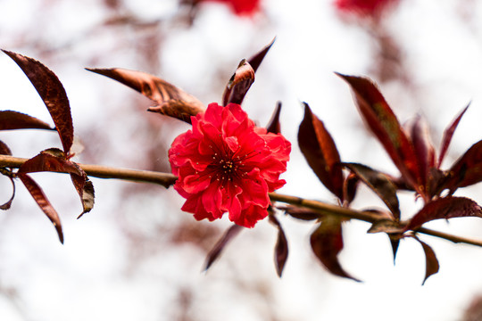 红碧桃花