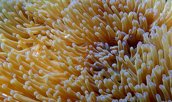 仙本那浮潜珊瑚