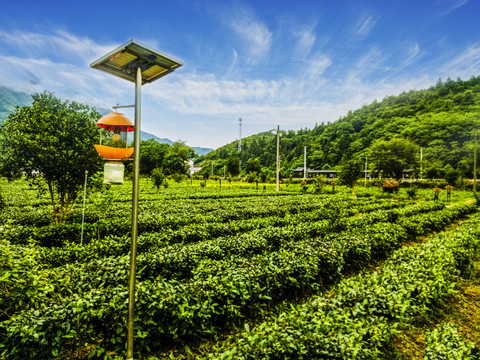 西黄山茶博园