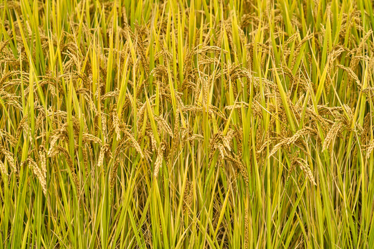 成熟的稻子