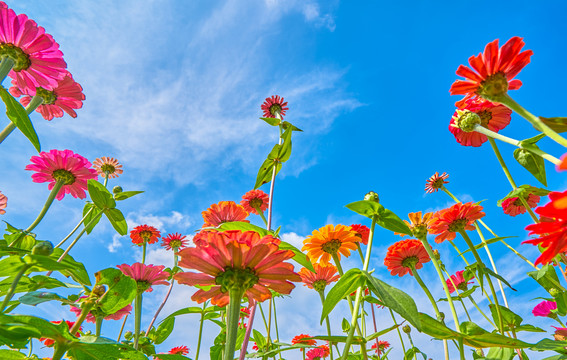 唯美格桑花