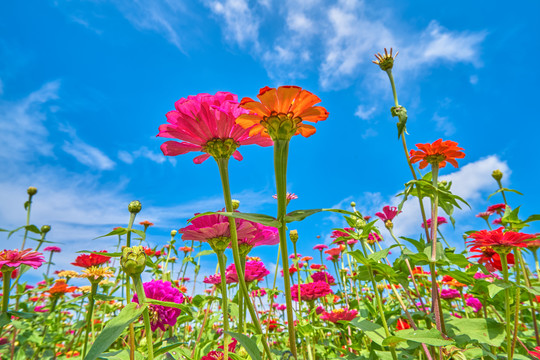 唯美格桑花