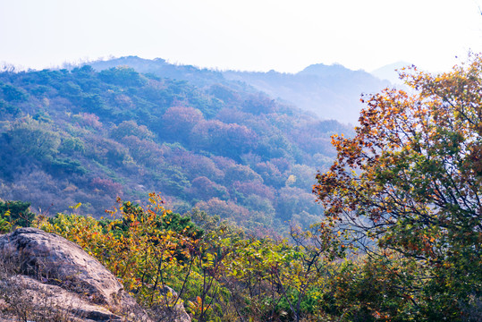 秋日山东莱州寒同山枫叶