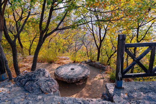 秋日山东莱州寒同山枫叶