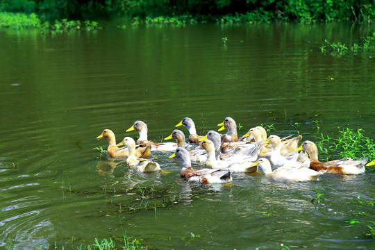 鸭子在池塘