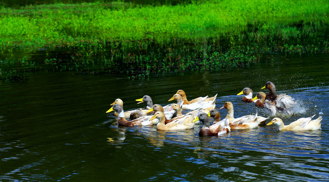 鸭子在池塘
