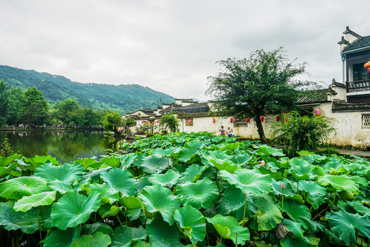 宏村水乡