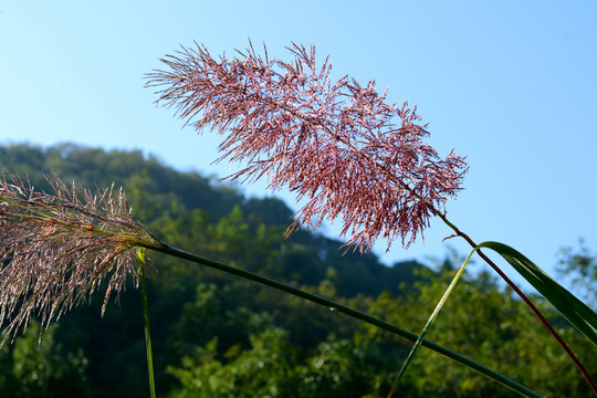 花草图片