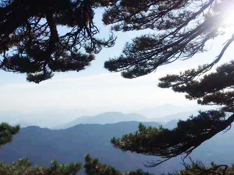 黄山松树