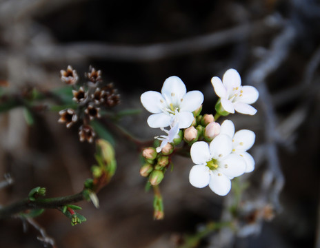 西澳的野花
