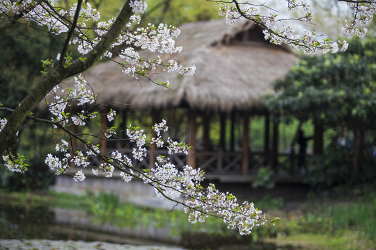 西湖茅家埠樱花