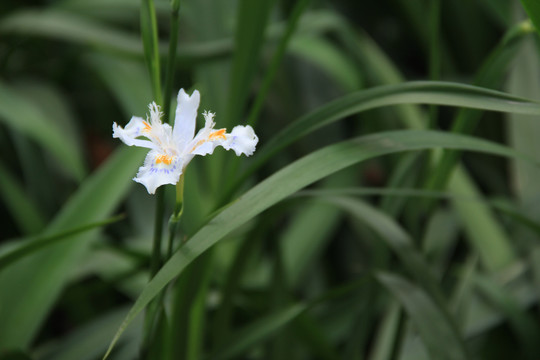 一朵白色鸢尾花