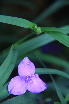 紫色小花的鸭拓草