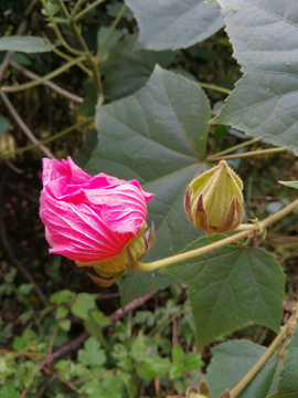 含苞欲放的粉色红色芙蓉花微距