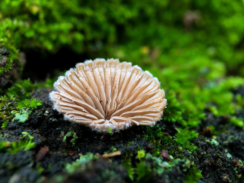 绿色苔藓菌类