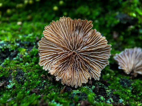 绿色苔藓菌类