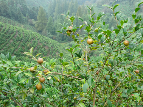 油茶树