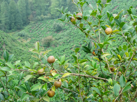 油茶树