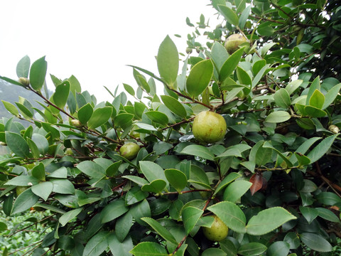 油茶树