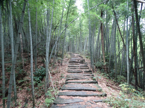 旌歙古道竹林