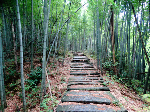 旌歙古道竹林