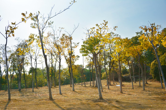 阳光树林