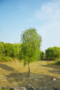 蓝天柳树