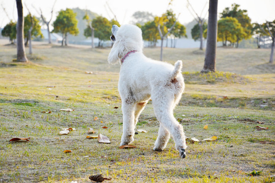 林间贵宾犬