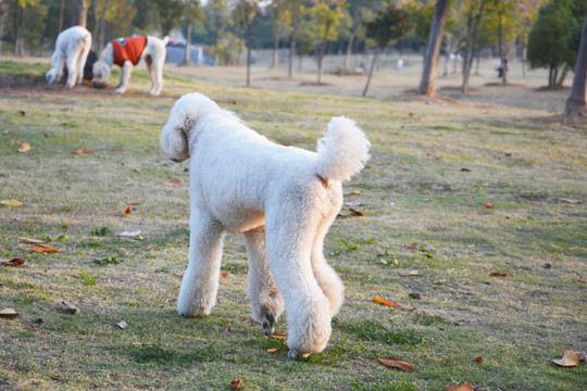 贵宾犬