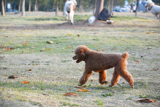 泰迪犬