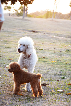 贵宾犬与泰迪狗