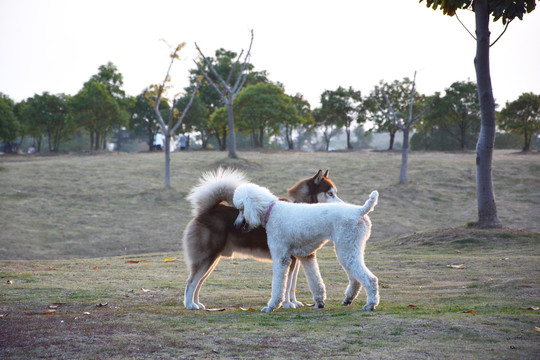 贵宾犬和哈士奇