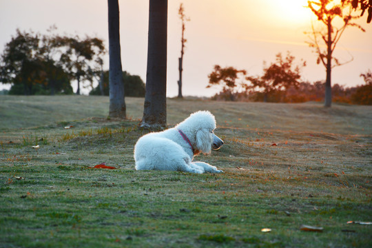 夕阳下的贵宾犬