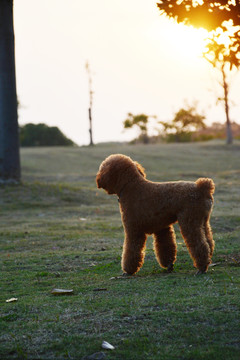 夕阳下的泰迪犬