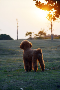 夕阳下的小泰迪