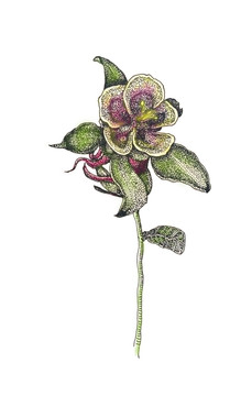 杜鵑花