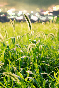 狗尾巴草