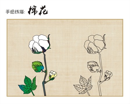 棉花手繪