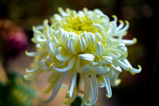 菊花特写