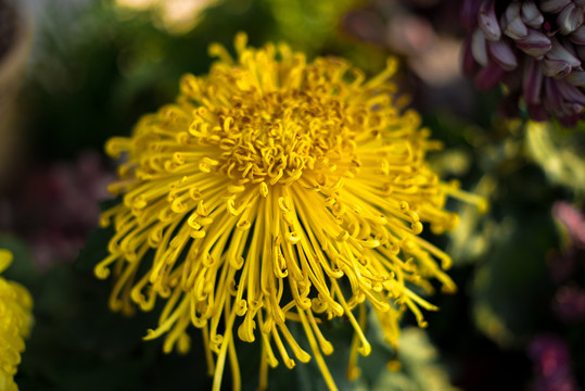 菊花特写