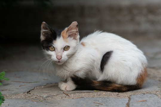 流浪猫